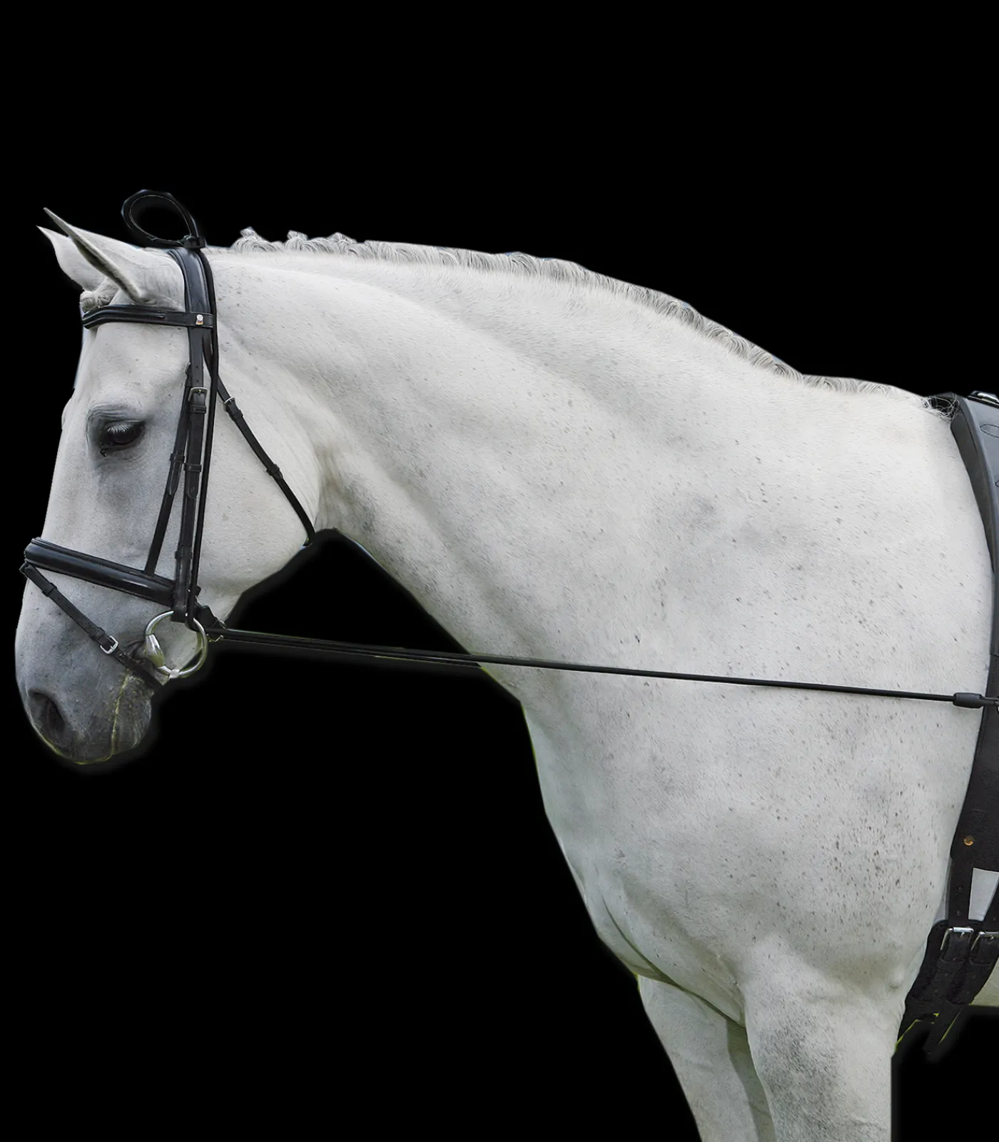 Waldhausen Longierhilfen & Ausbinder|Hilfszügel>Halsverlängerer Elastic