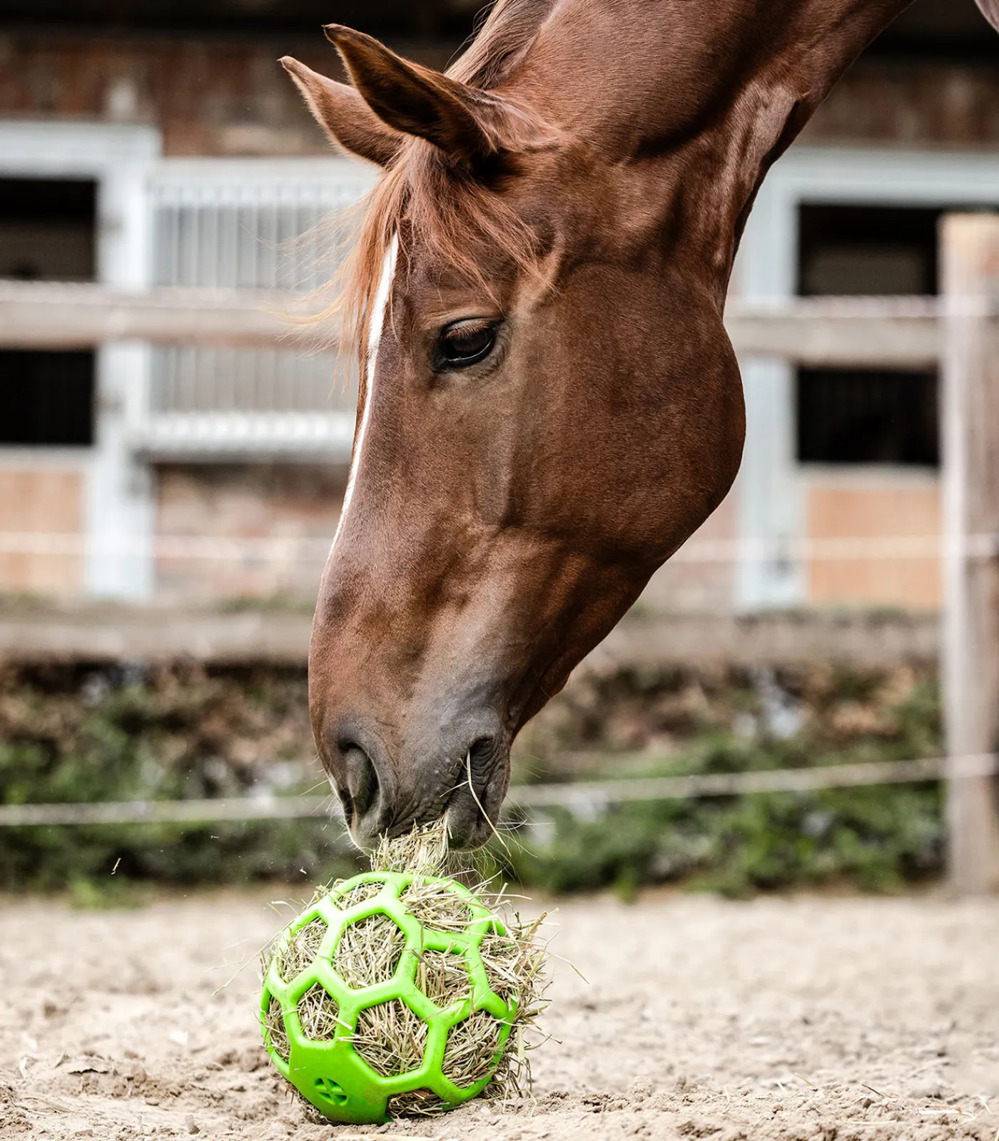 Waldhausen Pferdespielzeug & Beschäftigung|Heunetze>Heuball