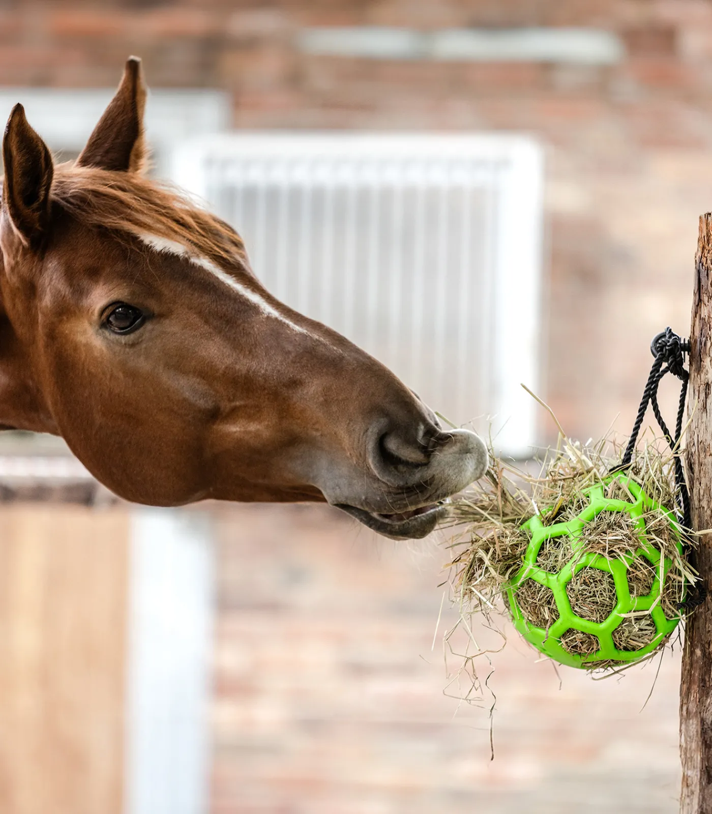 Waldhausen Pferdespielzeug & Beschäftigung|Heunetze>Heuball