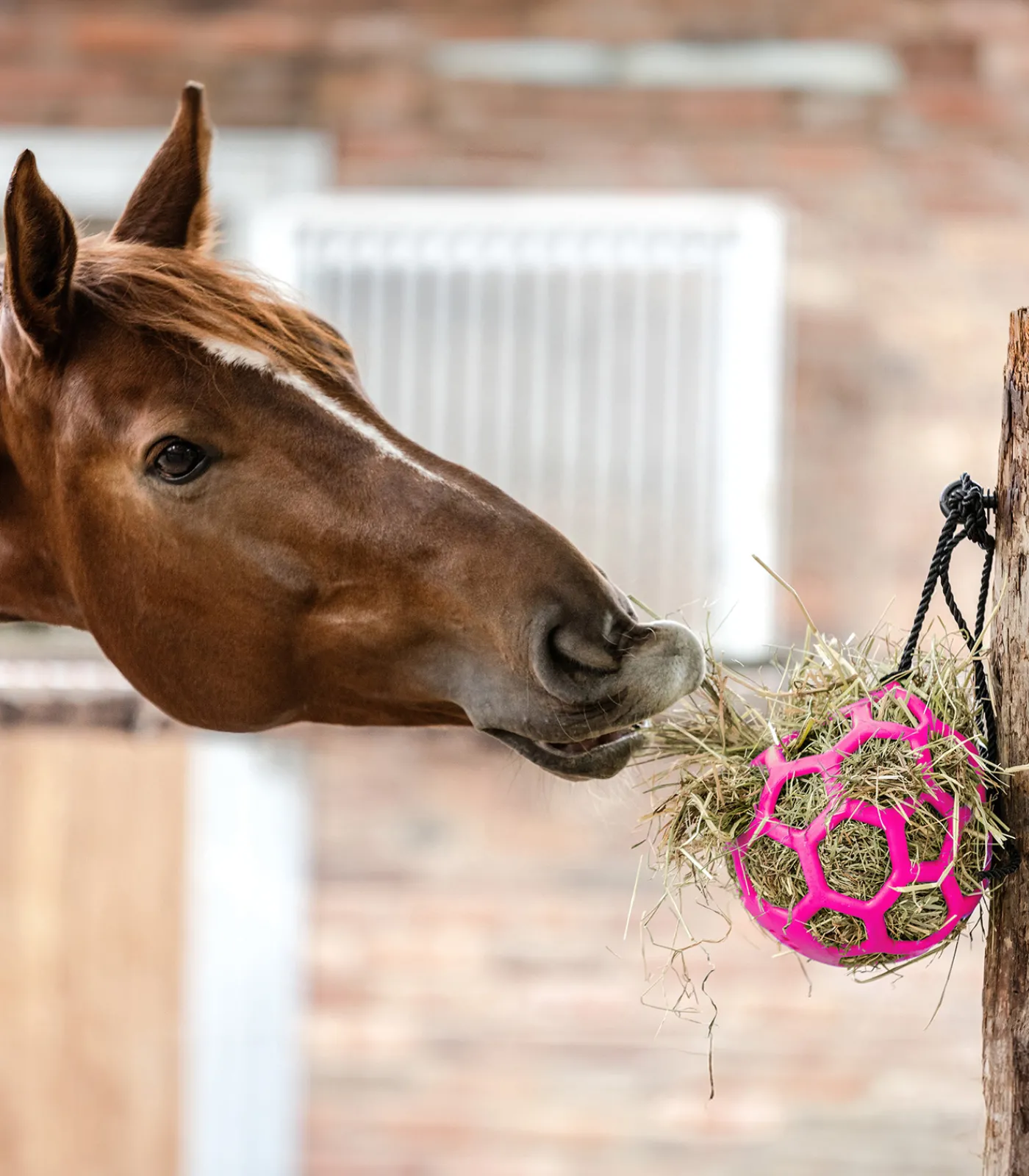 Waldhausen Pferdespielzeug & Beschäftigung|Heunetze>Heuball
