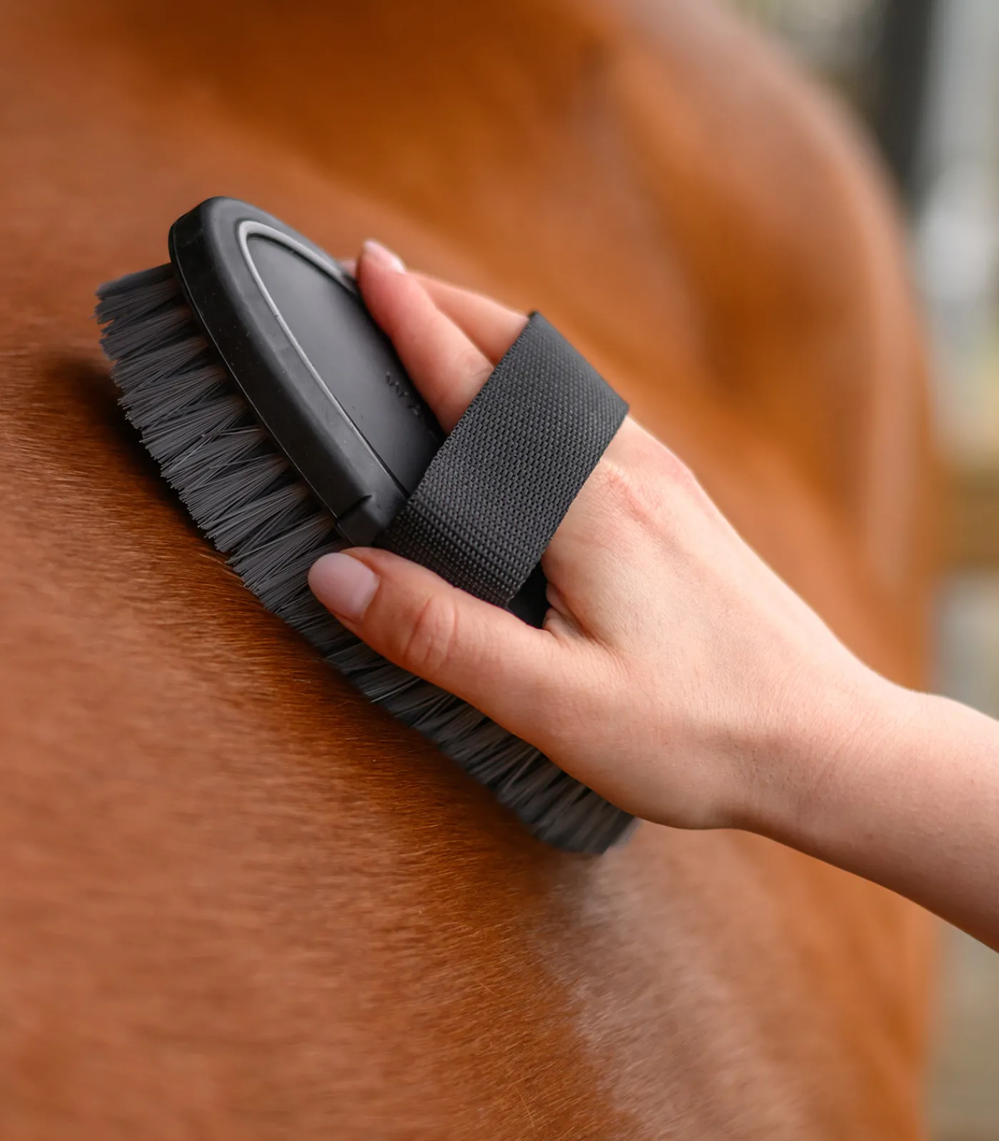 Waldhausen Putzzeug>Kardätsche Synthetic