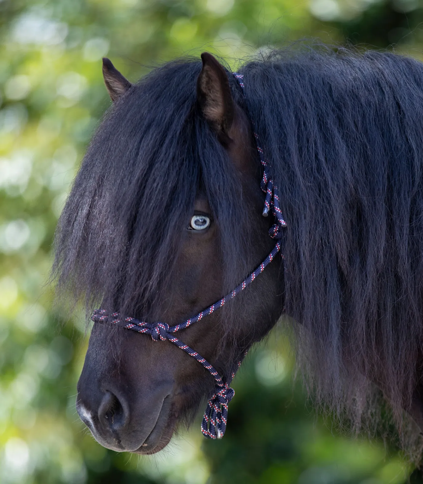 Waldhausen Island|Western>Knotenhalfter