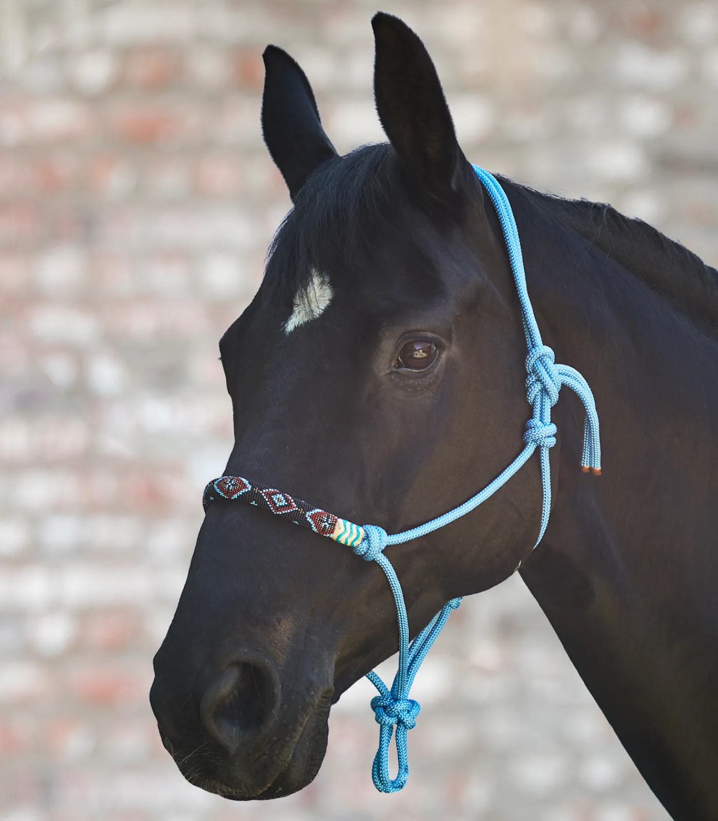 Waldhausen Pony & Shetty|Western>Knotenhalfter Pearls