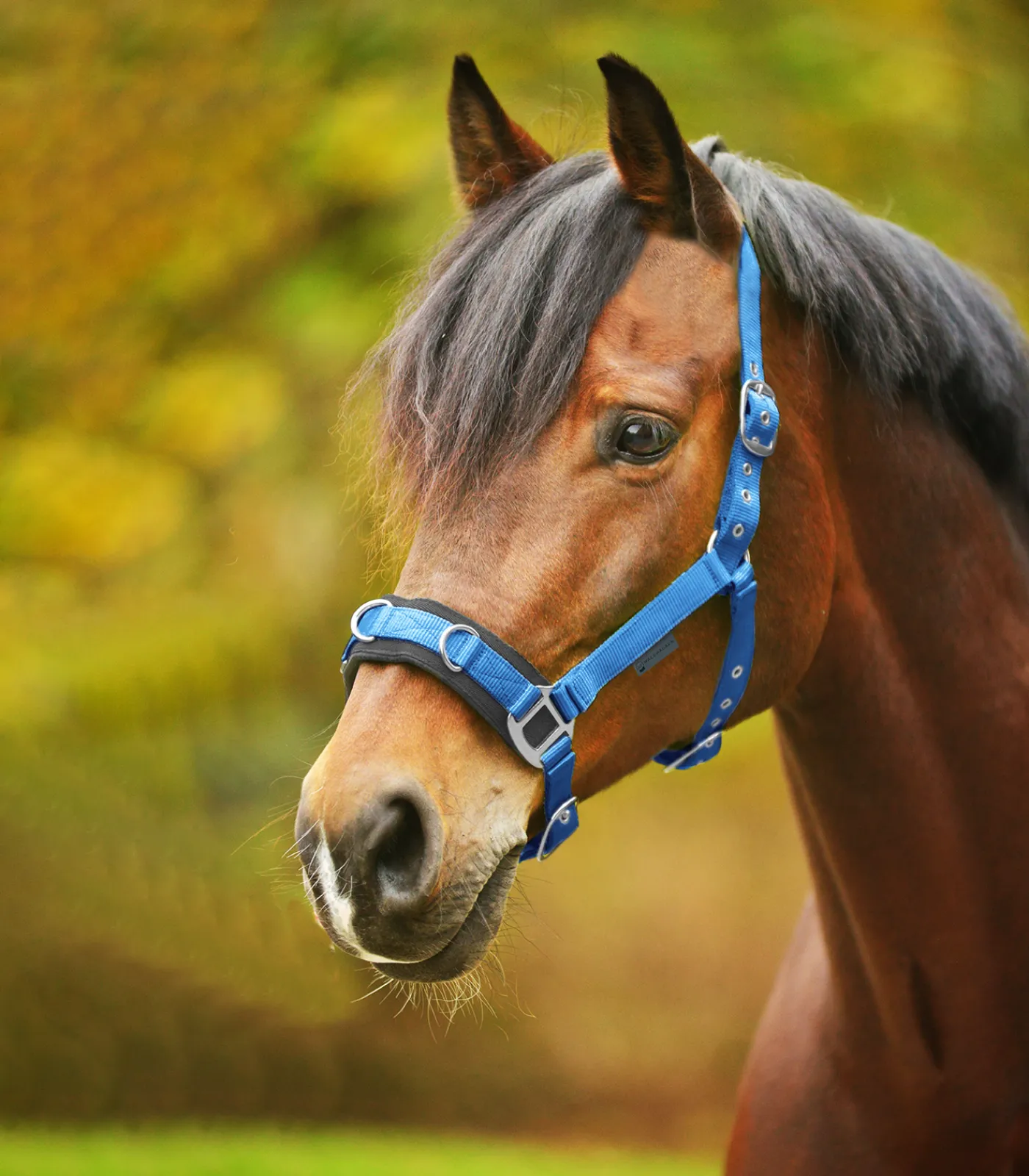 Waldhausen Pony & Shetty|Kappzäume & Longiergurte>Longierhalfter Economic