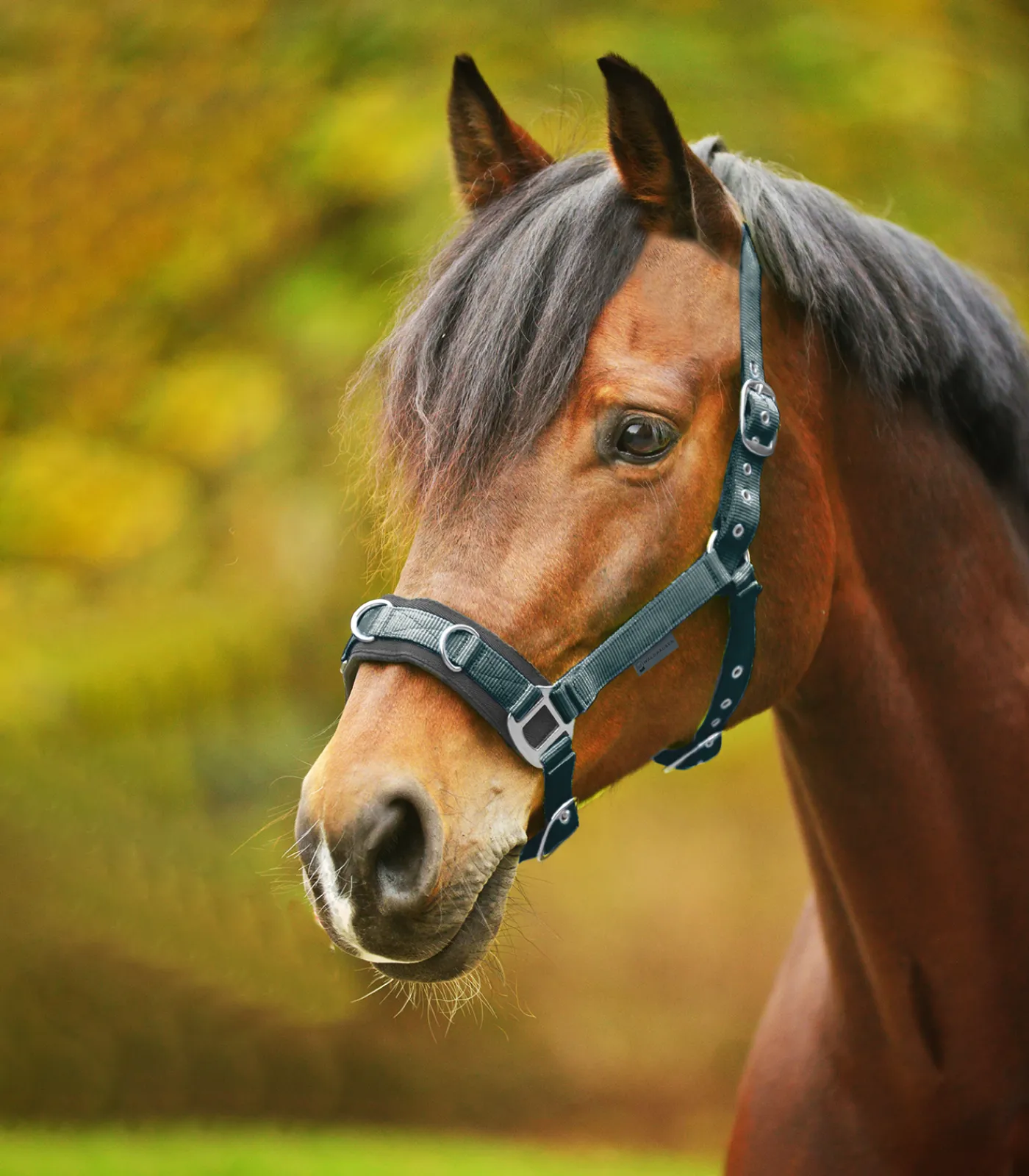Waldhausen Pony & Shetty|Kappzäume & Longiergurte>Longierhalfter Economic