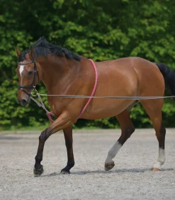 Waldhausen Pony & Shetty|Longierhilfen & Ausbinder><noscript><img width=