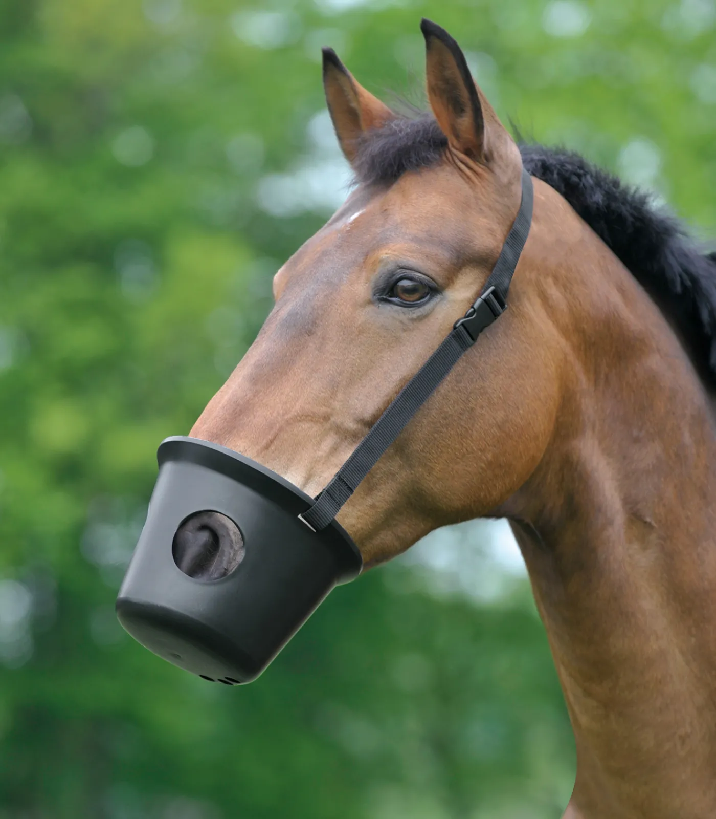 Waldhausen Weide|Fressbremsen & Kopperriemen>Maulkorb, WB