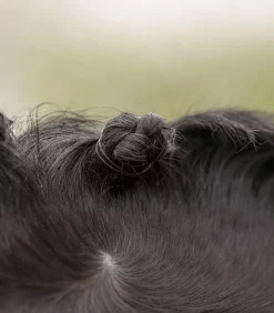 Waldhausen Turnieraccessoires & Pflege><noscript><img width=