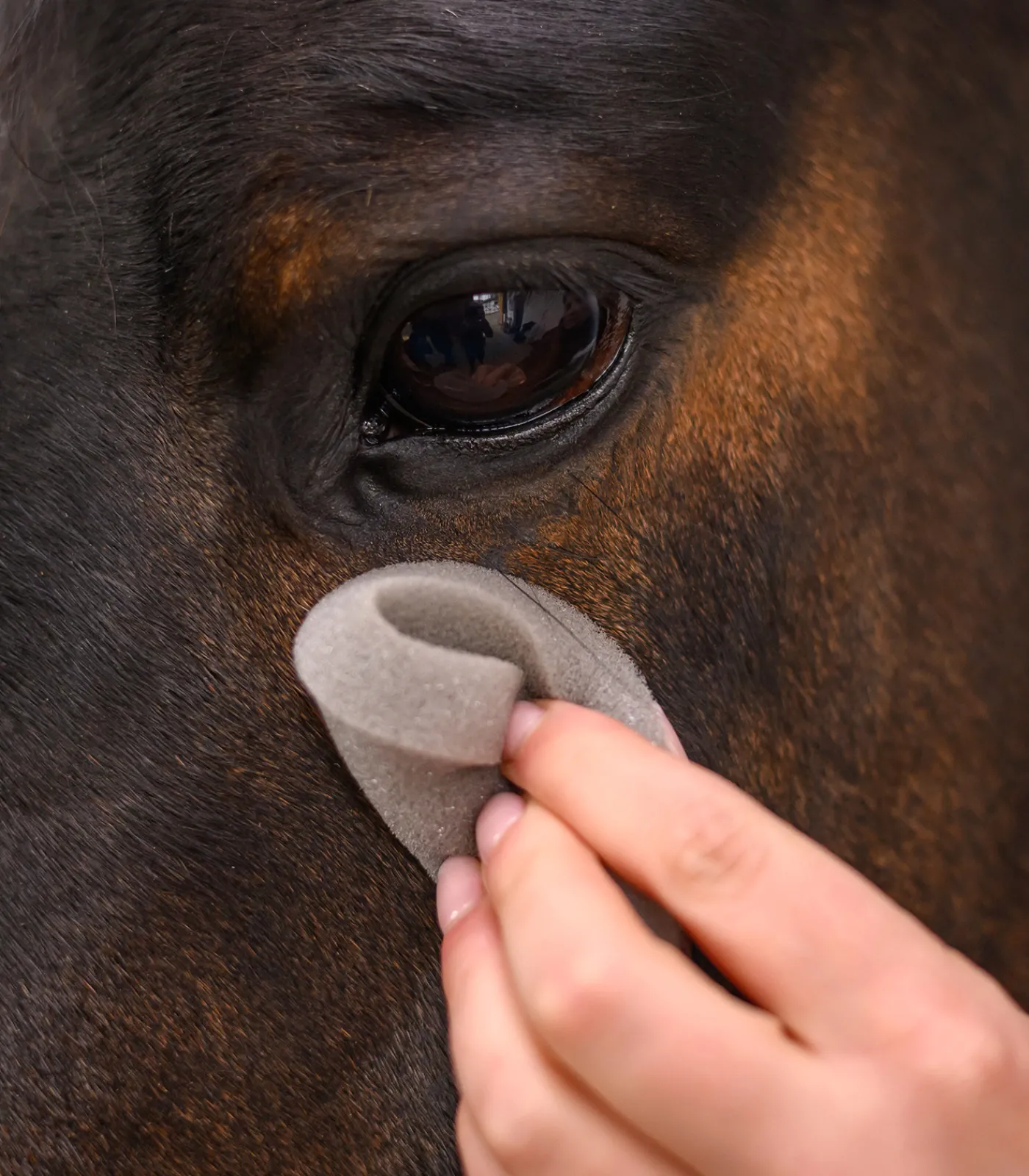 Waldhausen Lederpflege|Pferdewäsche>Runder Pflegeschwamm soft