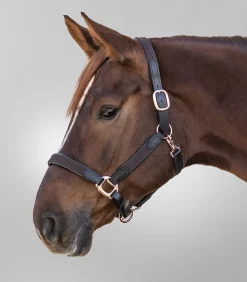 STAR Pony & Shetty|Halfter><noscript><img width=