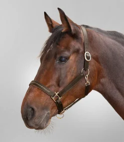 STAR Pony & Shetty|Halfter><noscript><img width=