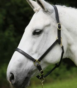 STAR Pony & Shetty|Halfter>Lederhalfter Robust