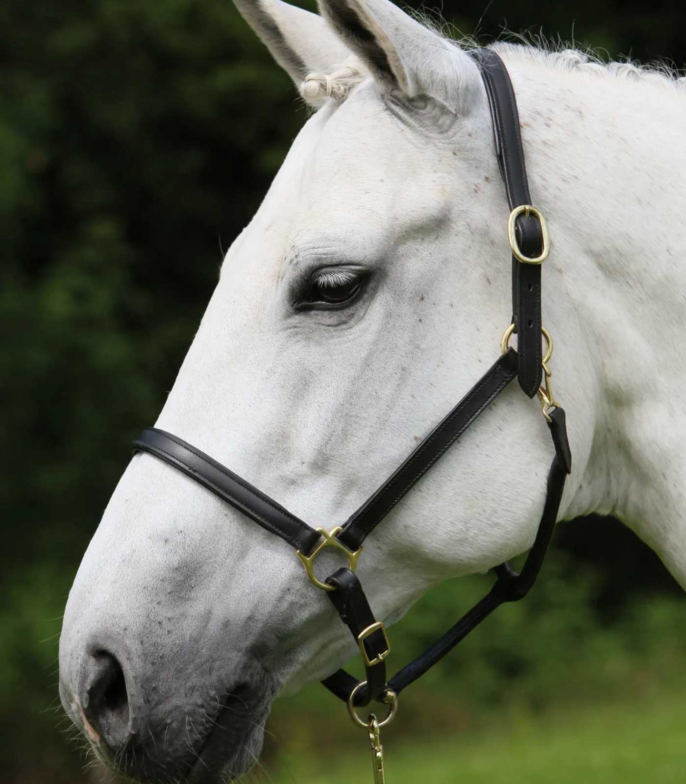 STAR Pony & Shetty|Halfter>Lederhalfter Robust