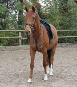 STAR Martingal><noscript><img width=