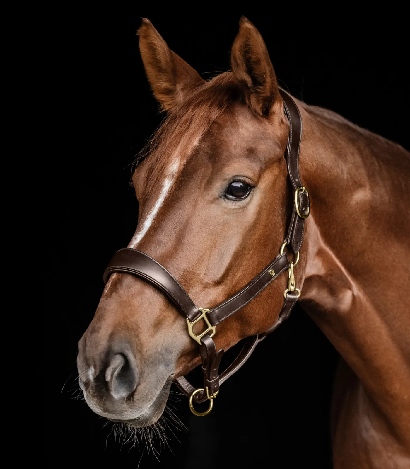 Waldhausen Halfter>S-Line Lederhalfter Anatomic