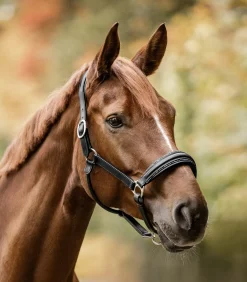 Waldhausen Halfter><noscript><img width=