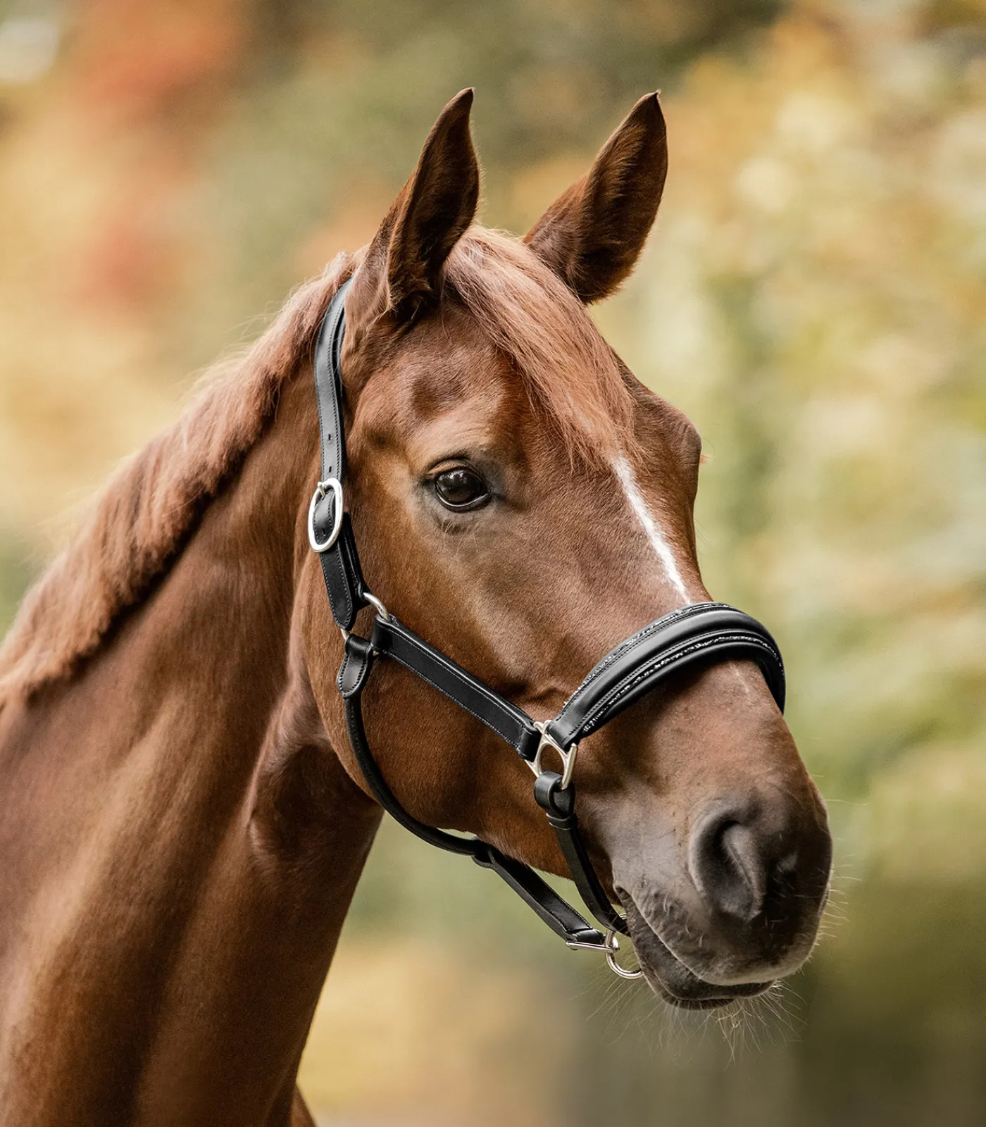 Waldhausen Halfter>S-Line Lederhalfter Glamour