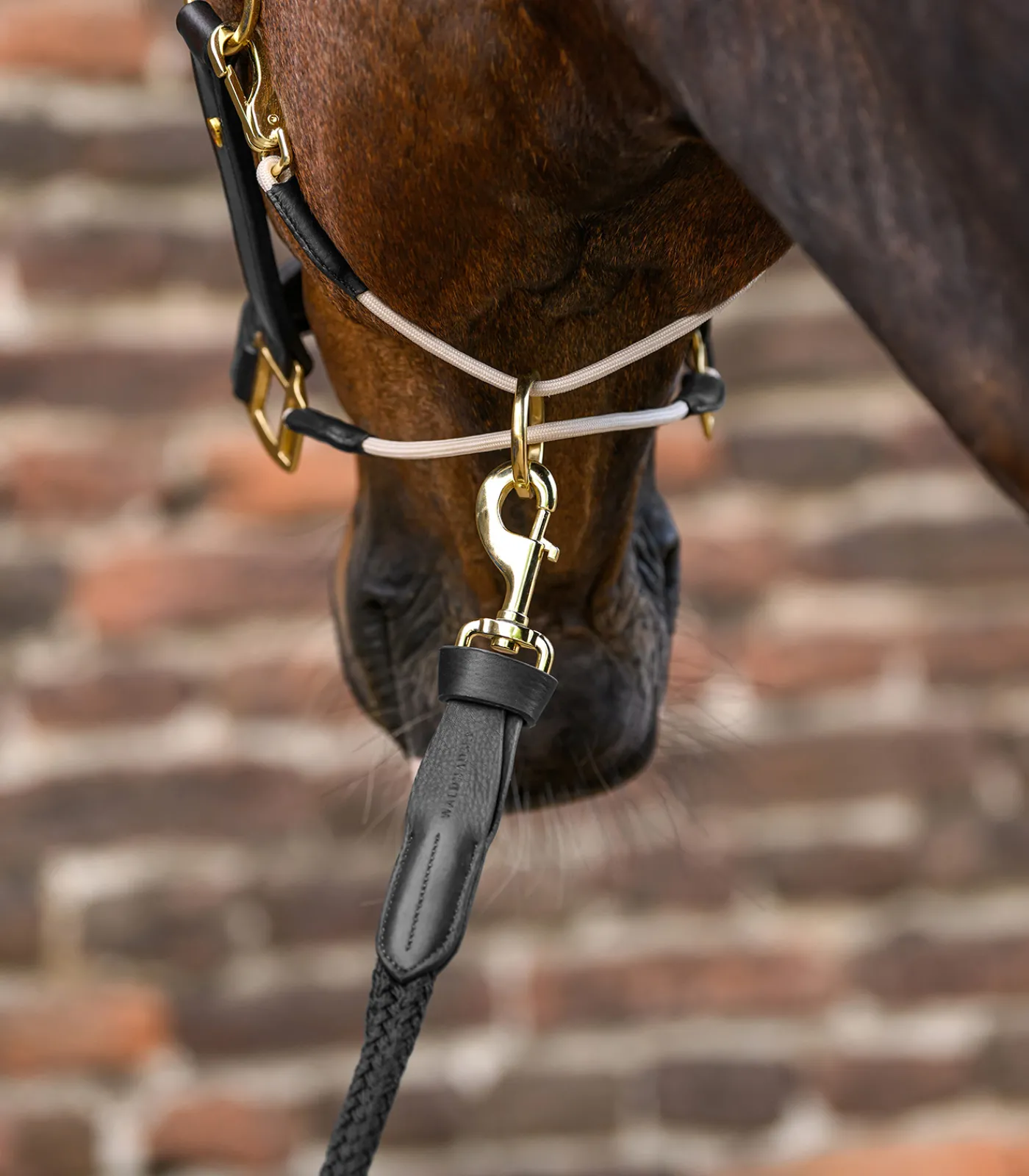 Waldhausen Halfter>S-Line Lederhalfter Royal