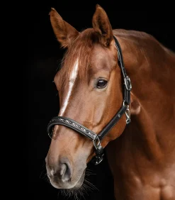 Waldhausen Halfter><noscript><img width=