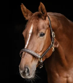 Waldhausen Halfter><noscript><img width=