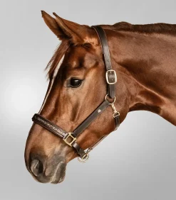 Waldhausen Halfter><noscript><img width=